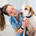 Tiermedizinische Fachangestellte Gehalt