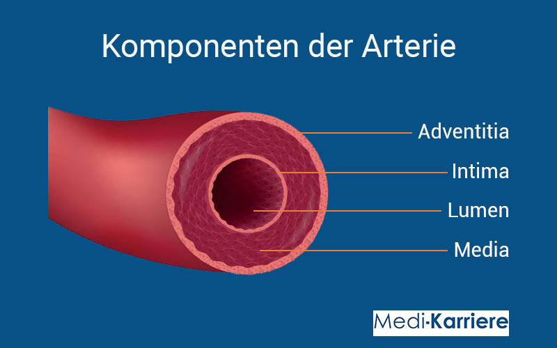 Arterie Schichten