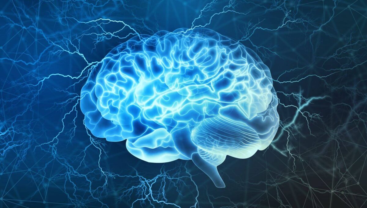 Gehirn Anatomie, Aufbau und Funktion MediKarriere