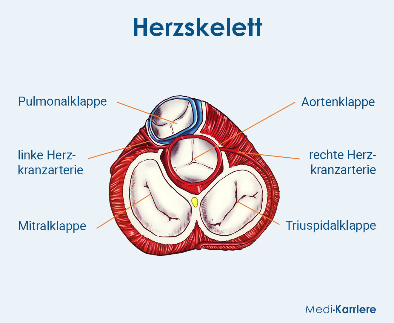 Herzskelett