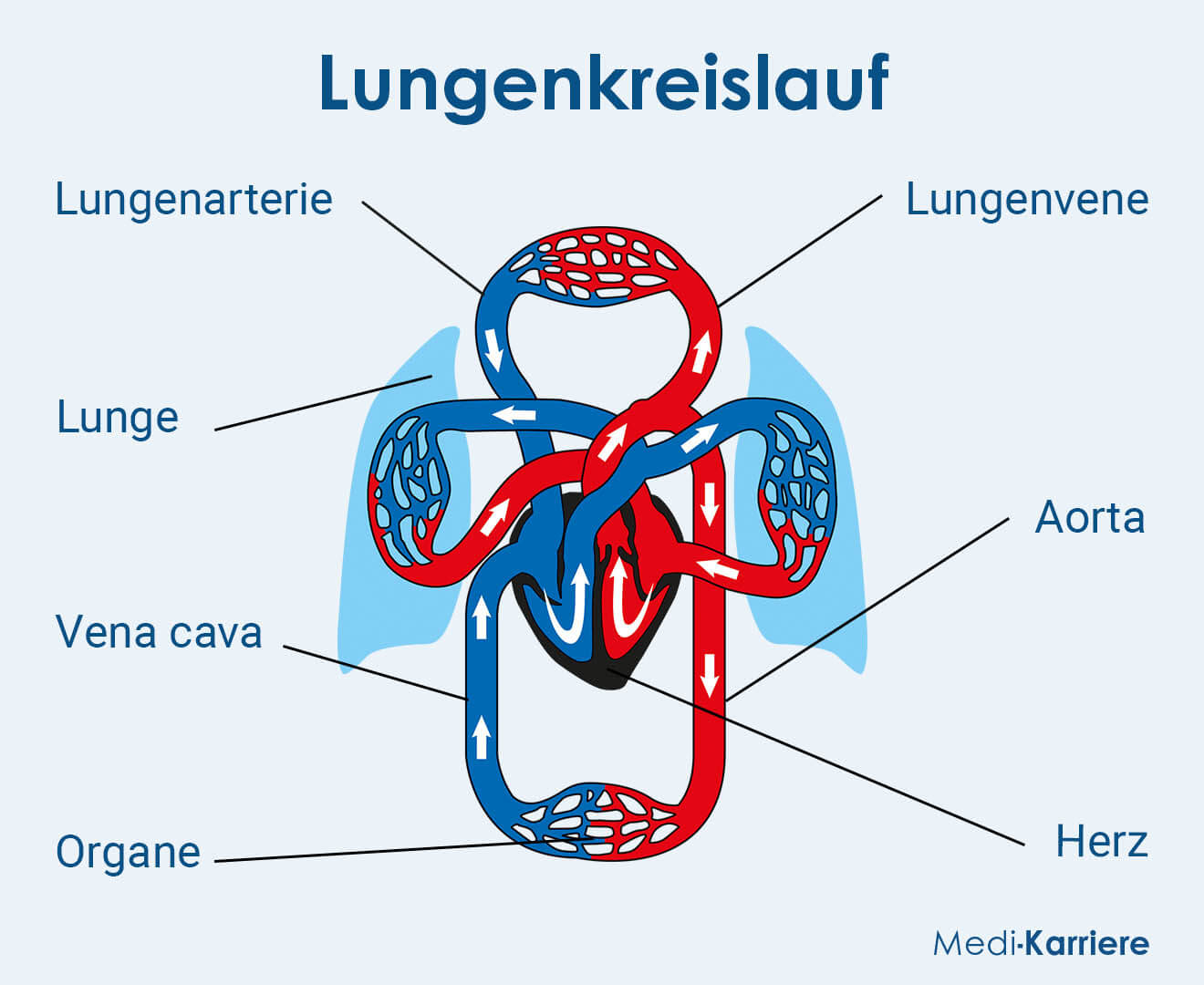 Lungenkreislauf Beschriftet