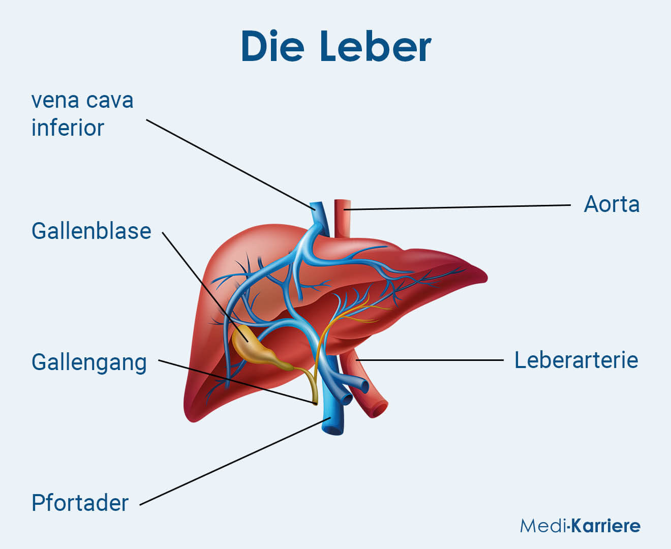 Pfortader Anatomie Und Physiologie Medi Karriere