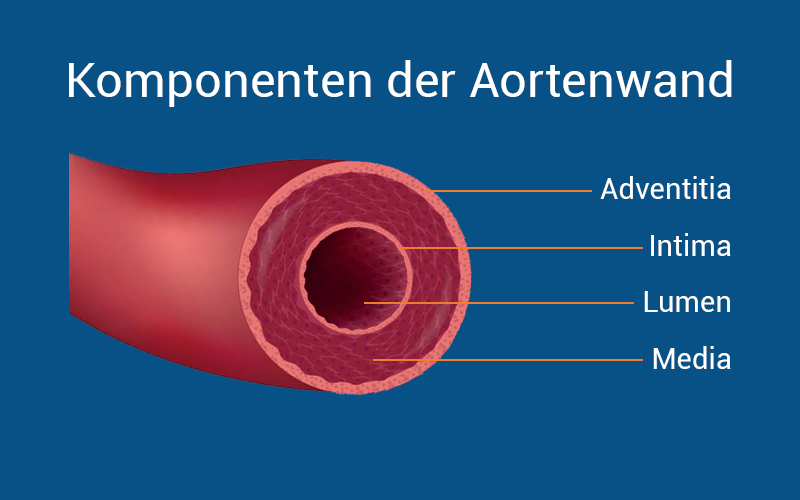 Schichten Der Aorta