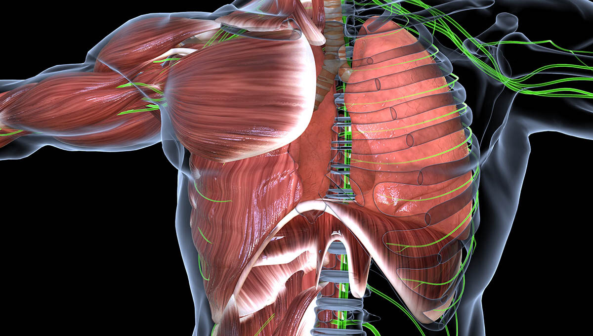 Human,Respiratory,System,Lungs,Anatomy.,3d