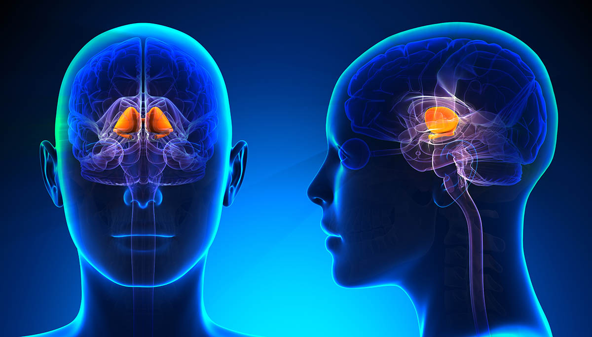 Female,Basal,Ganglia,Brain,Anatomy, ,Blue,Concept