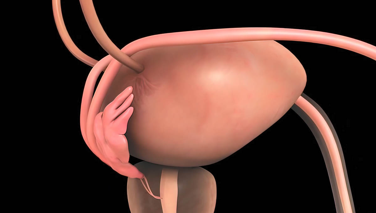 Human,Respiratory,System,Lungs,Anatomy.,3d