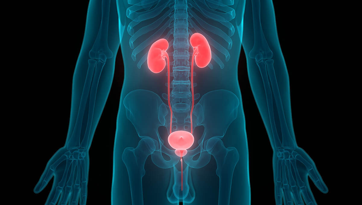 Human,Body,Organs,(kidneys,With,Urinary,Bladder).,3d