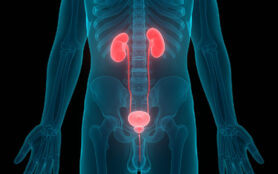 Human,Body,Organs,(kidneys,With,Urinary,Bladder).,3d