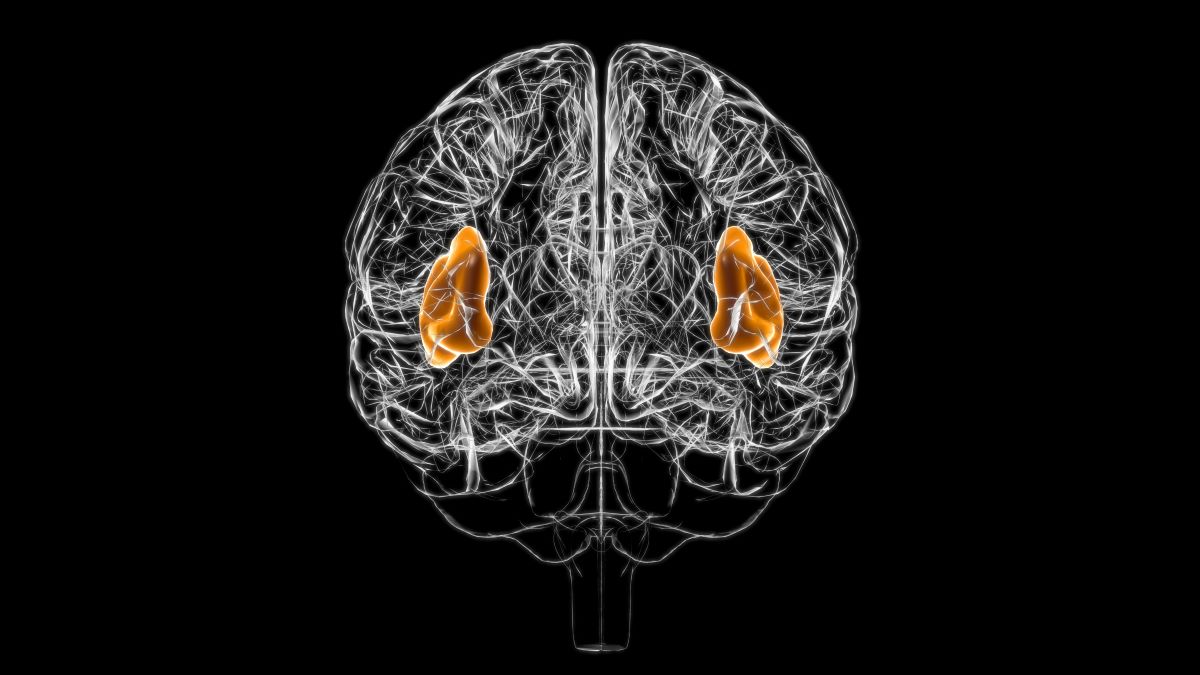 Insula Titel