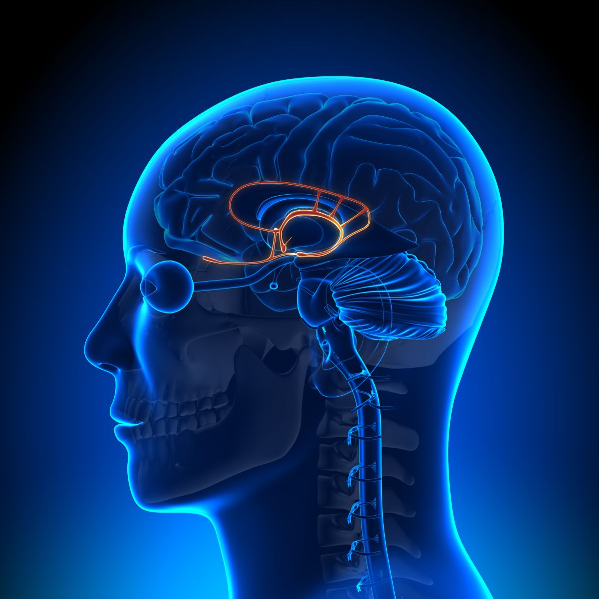 Limbisches System