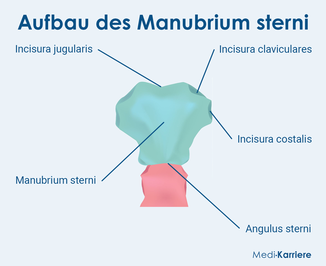Manubrium Sterni Grafik