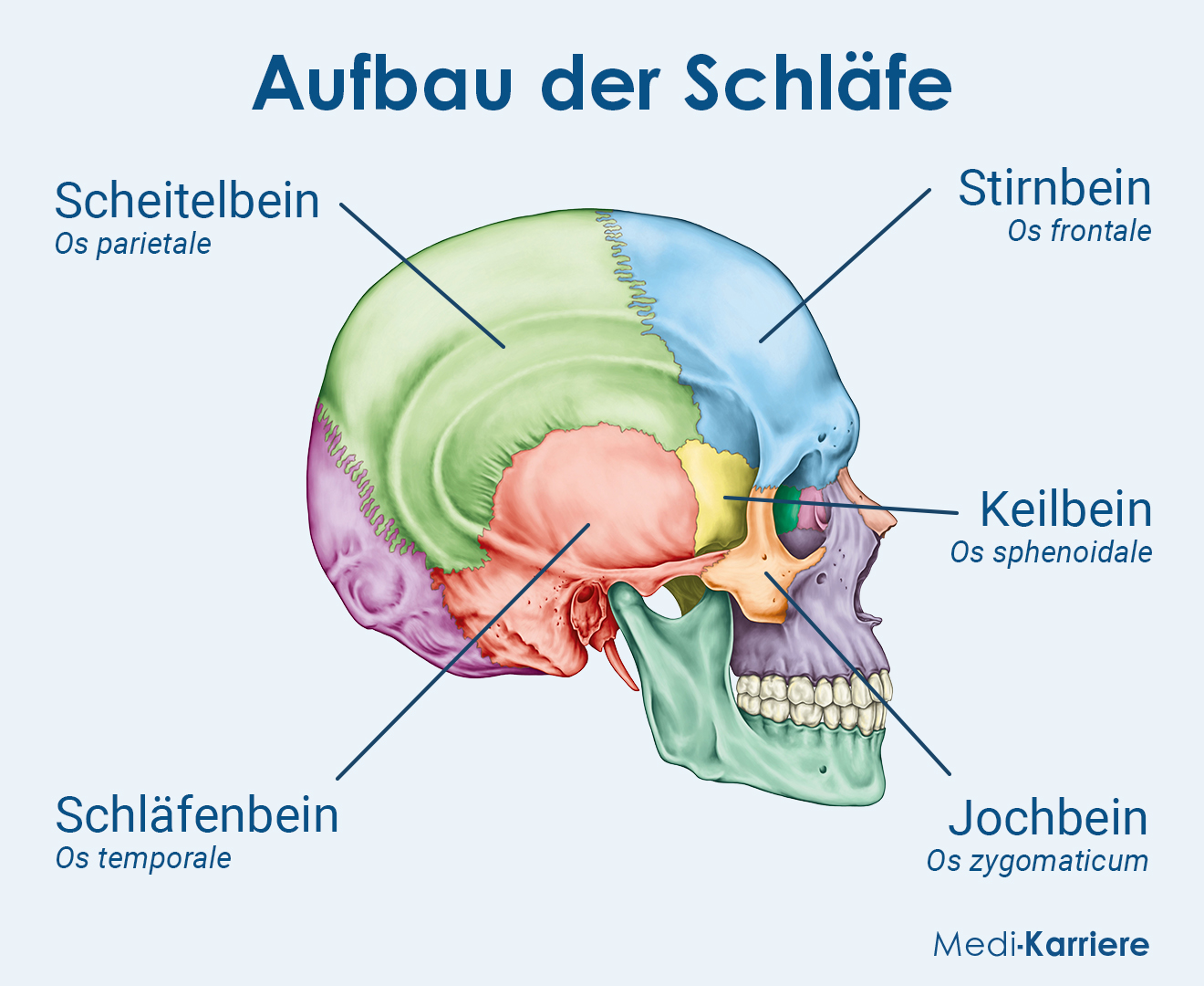 Schläfe Grafik
