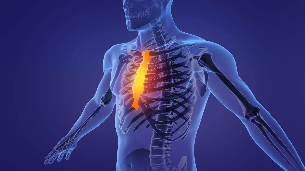 Sternum (Brustbein) Definition, Aufbau und Klinik MediKarriere