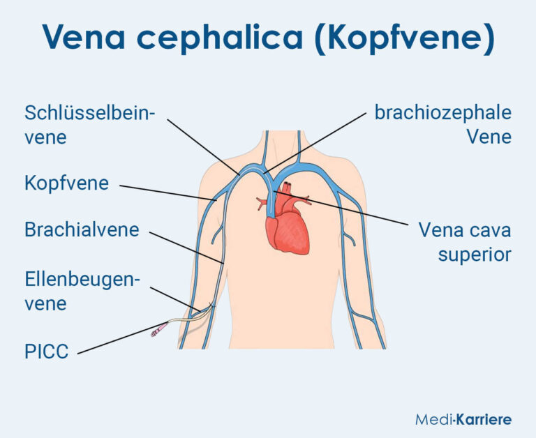 Vena cephalica Definition, Verlauf und Funktion MediKarriere