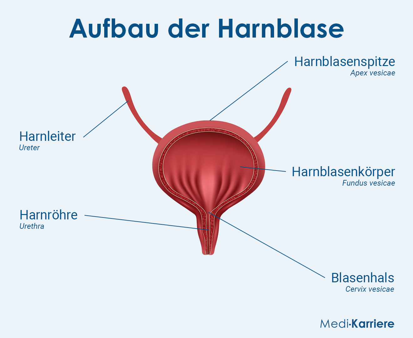 Aufbau Der Harnblase