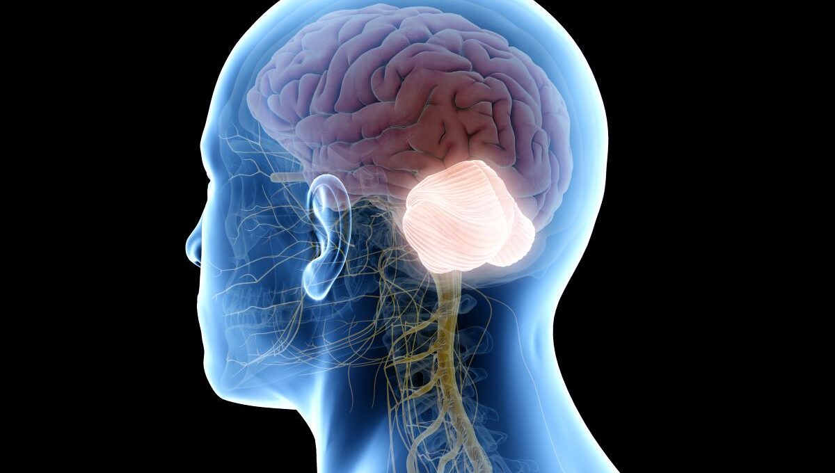 Cerebellum Kleinhirn