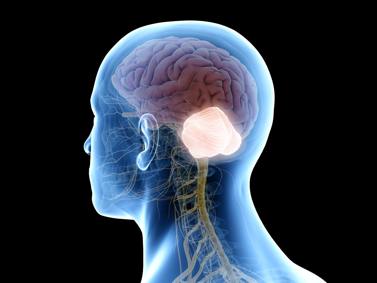 Cerebellum Kleinhirn
