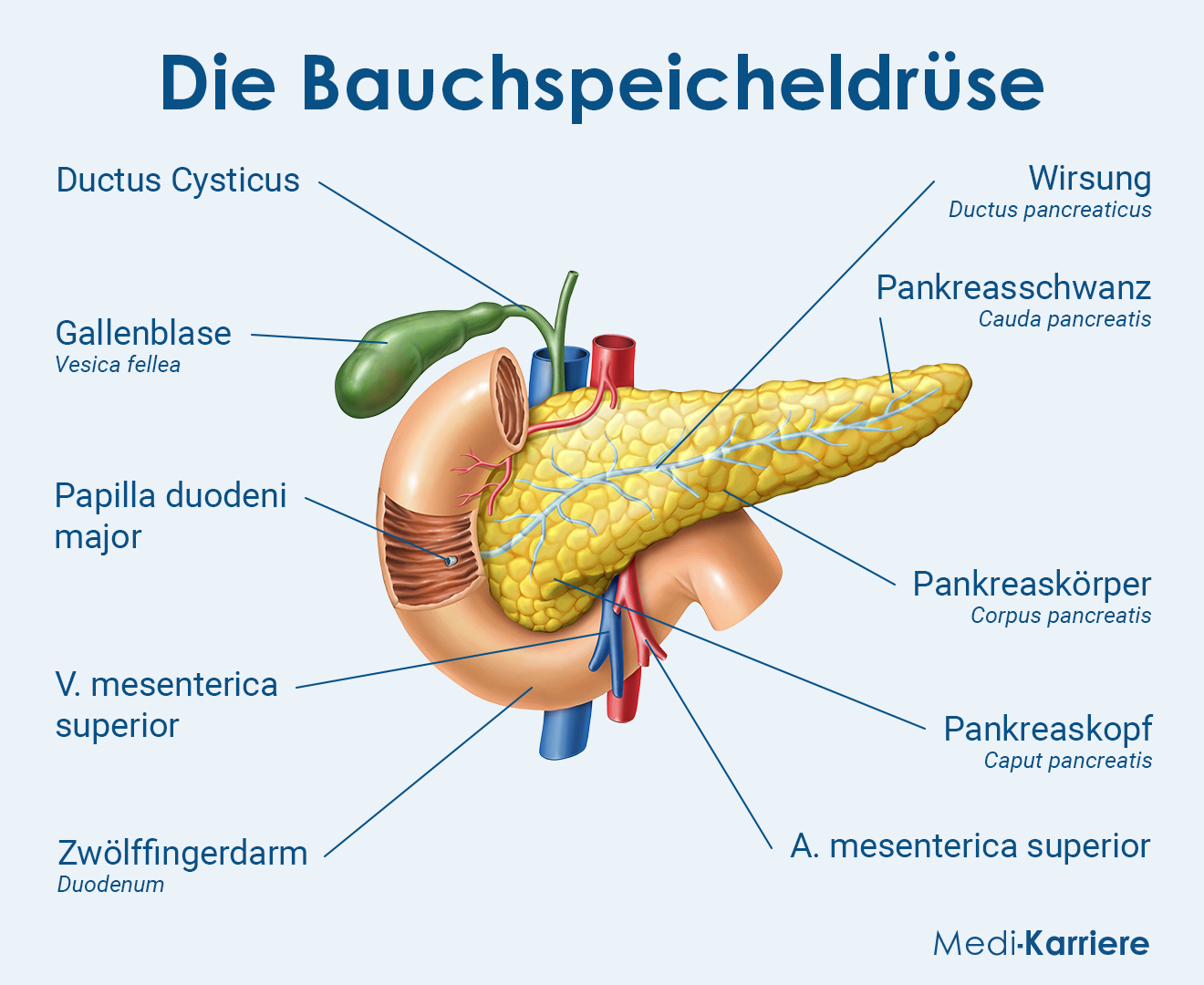 Die Bauchspeicheldrüse Geändert