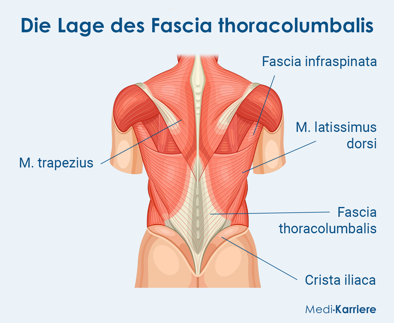 Fascia Thoracolumbalis Grafik