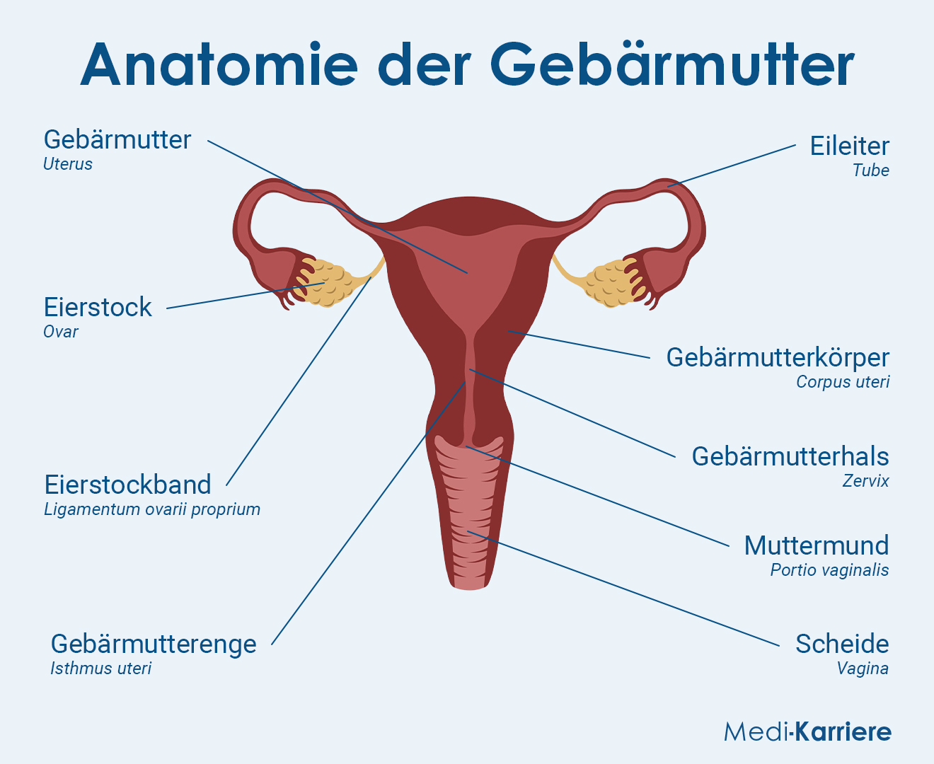 Gebärmutter Grafik