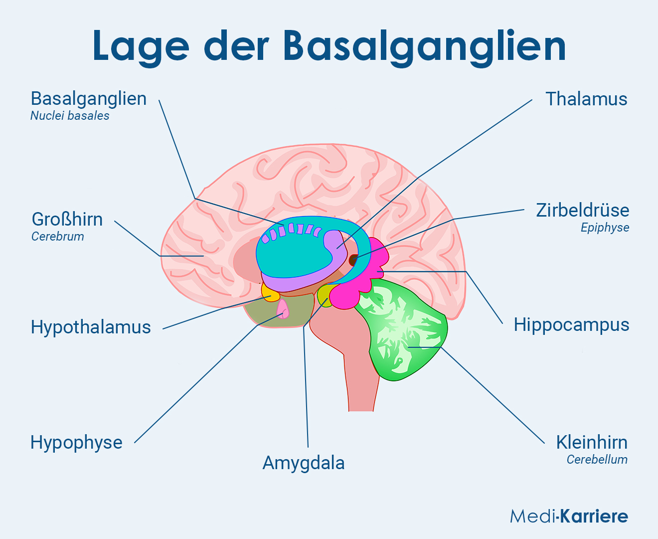 Grafik Basalganglien