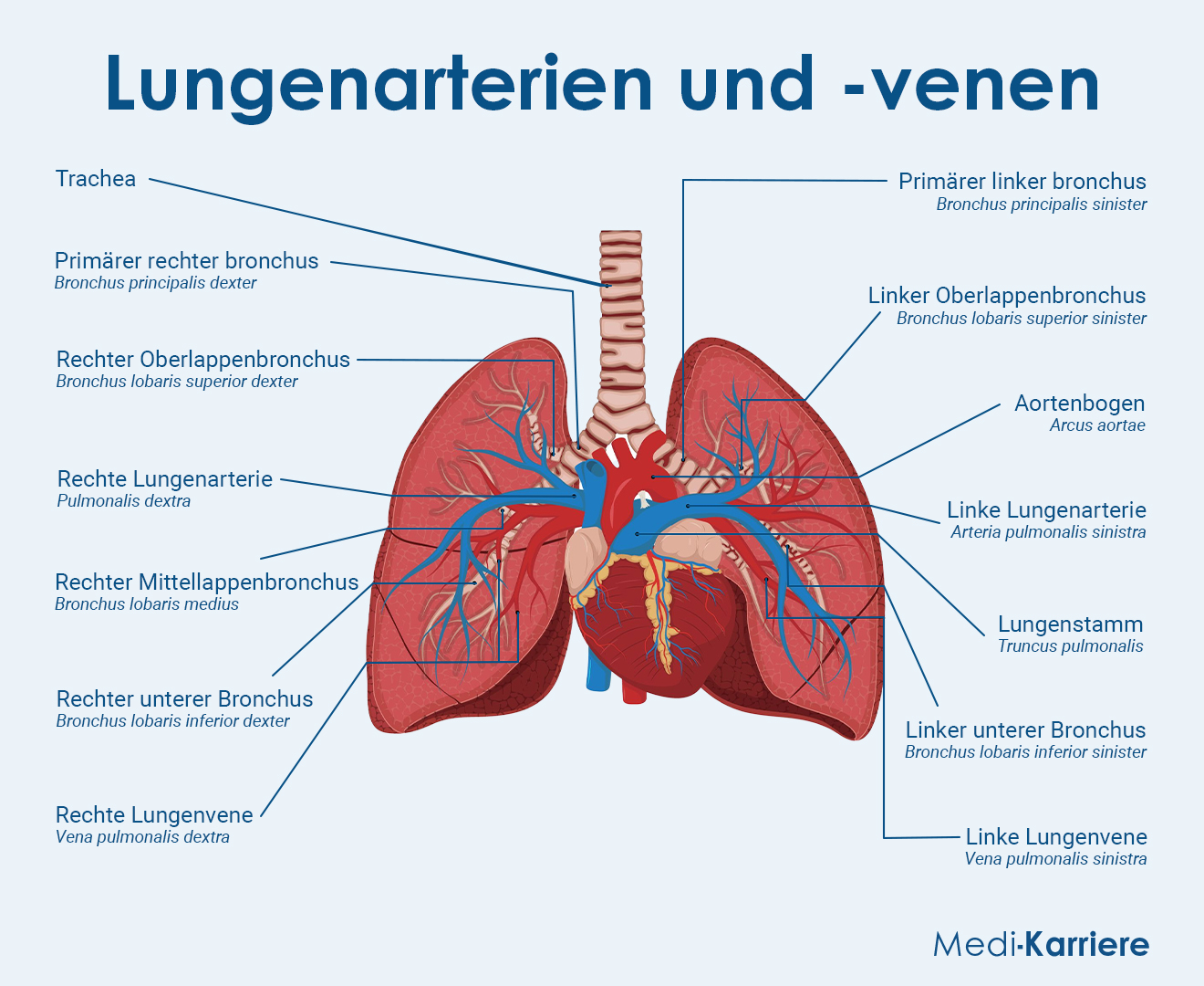 segment 6 rechte lunge