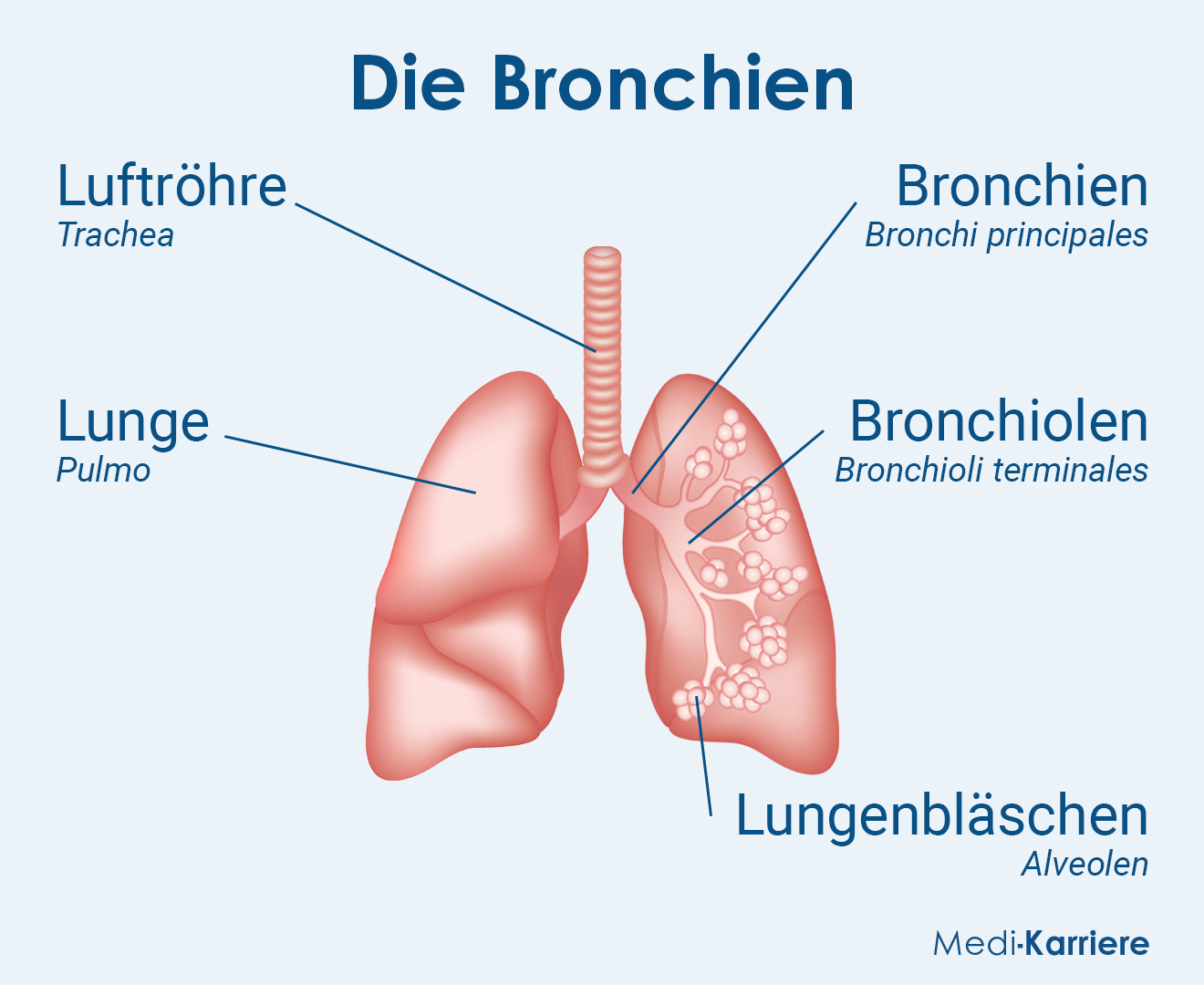 Bronchien Grafik