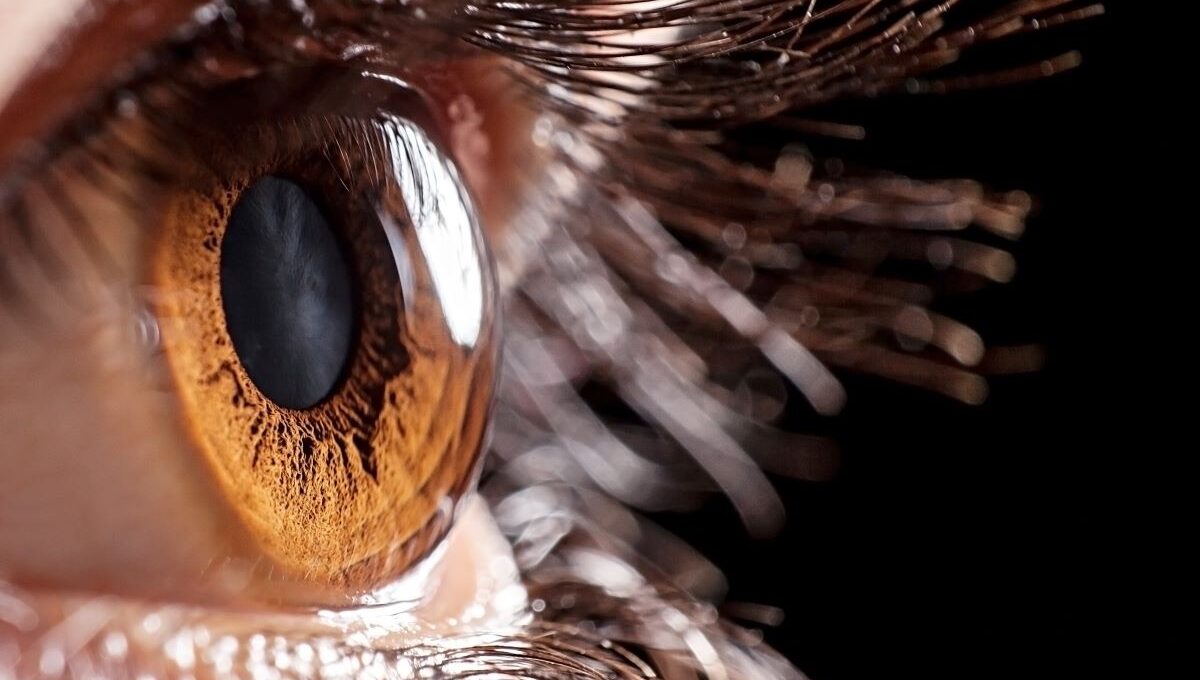 Cornea