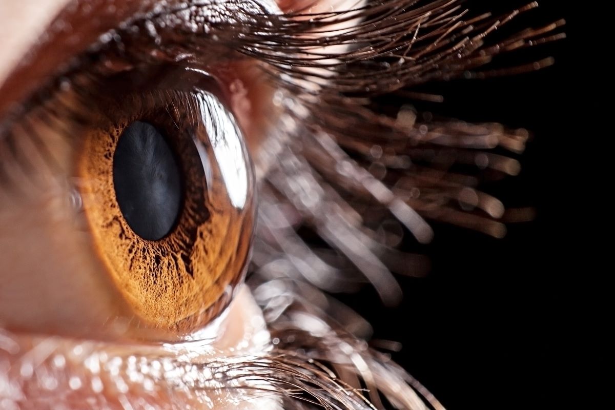 Cornea