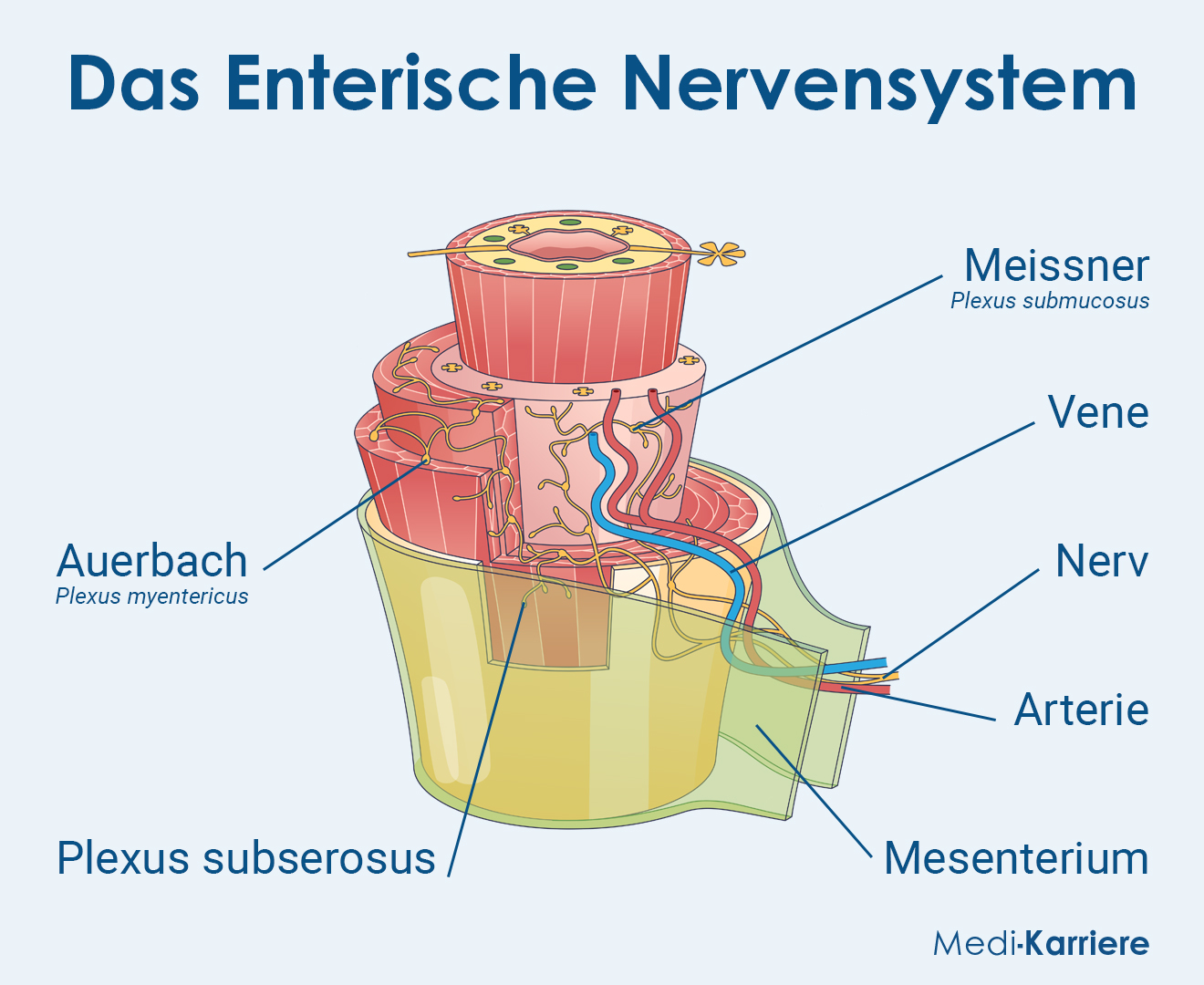 Enterisches Nervensystem Grafik
