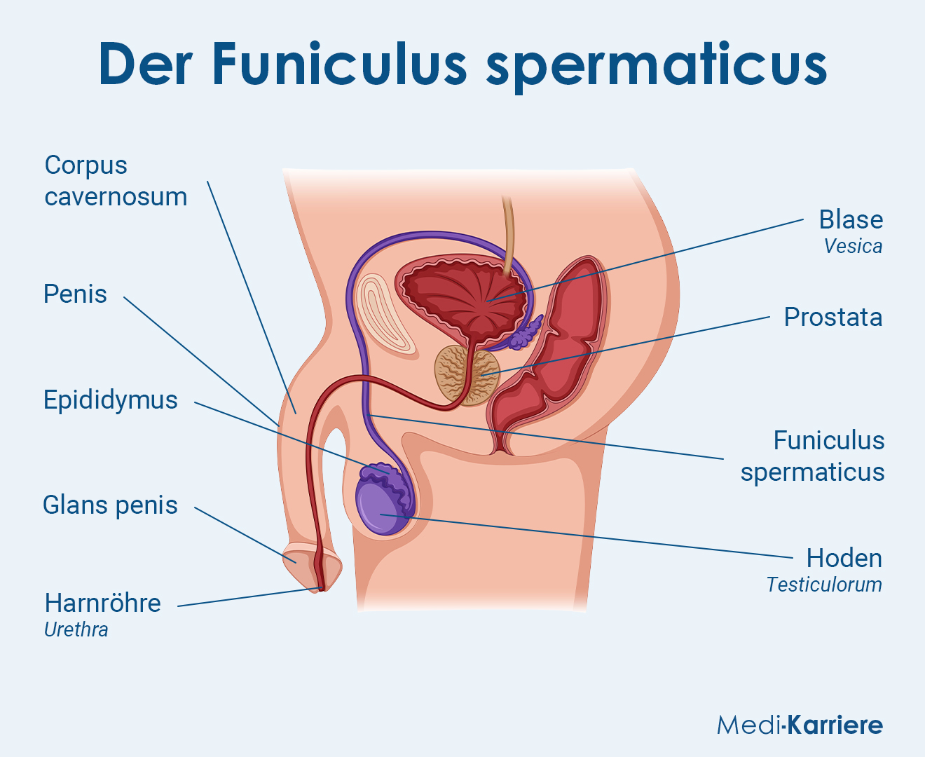 Funiculus Spermaticus Grafik