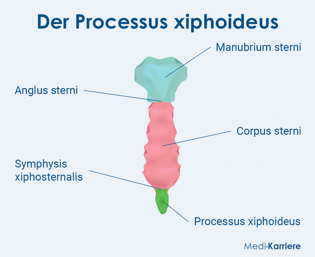 Processus Xiphoideus Grafik