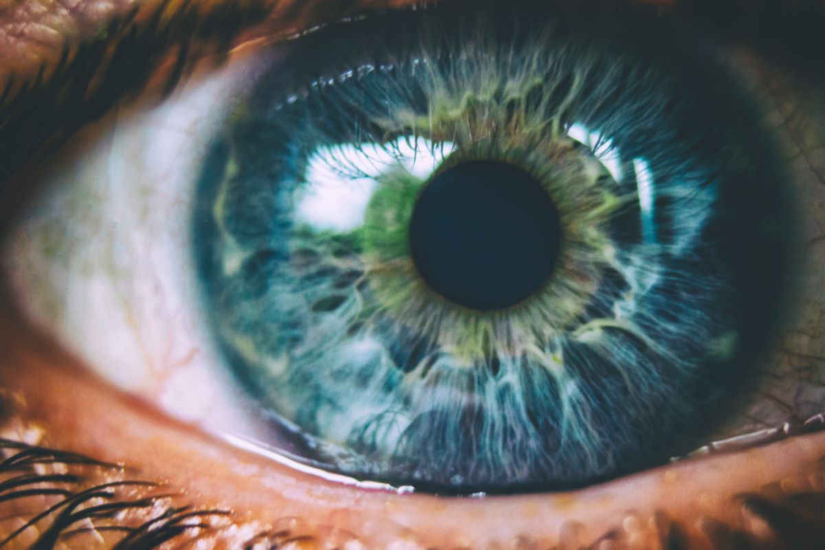 Retina
