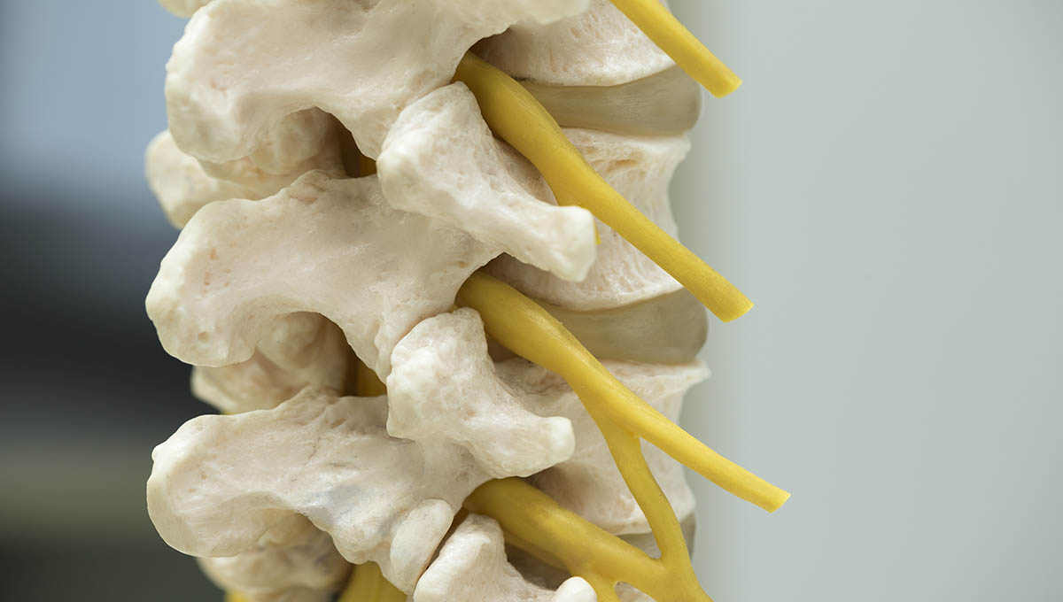 Close Up,View,Of,Lumbar,Spine,With,Exiting,Nerve,Root