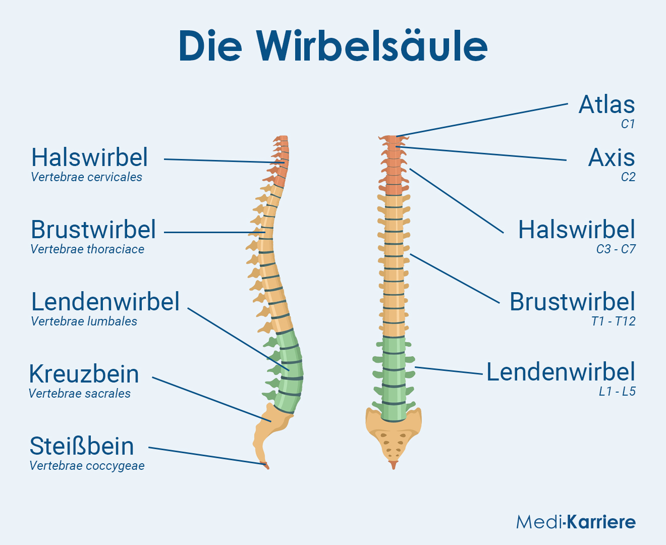 Wirbelsäule Grafik