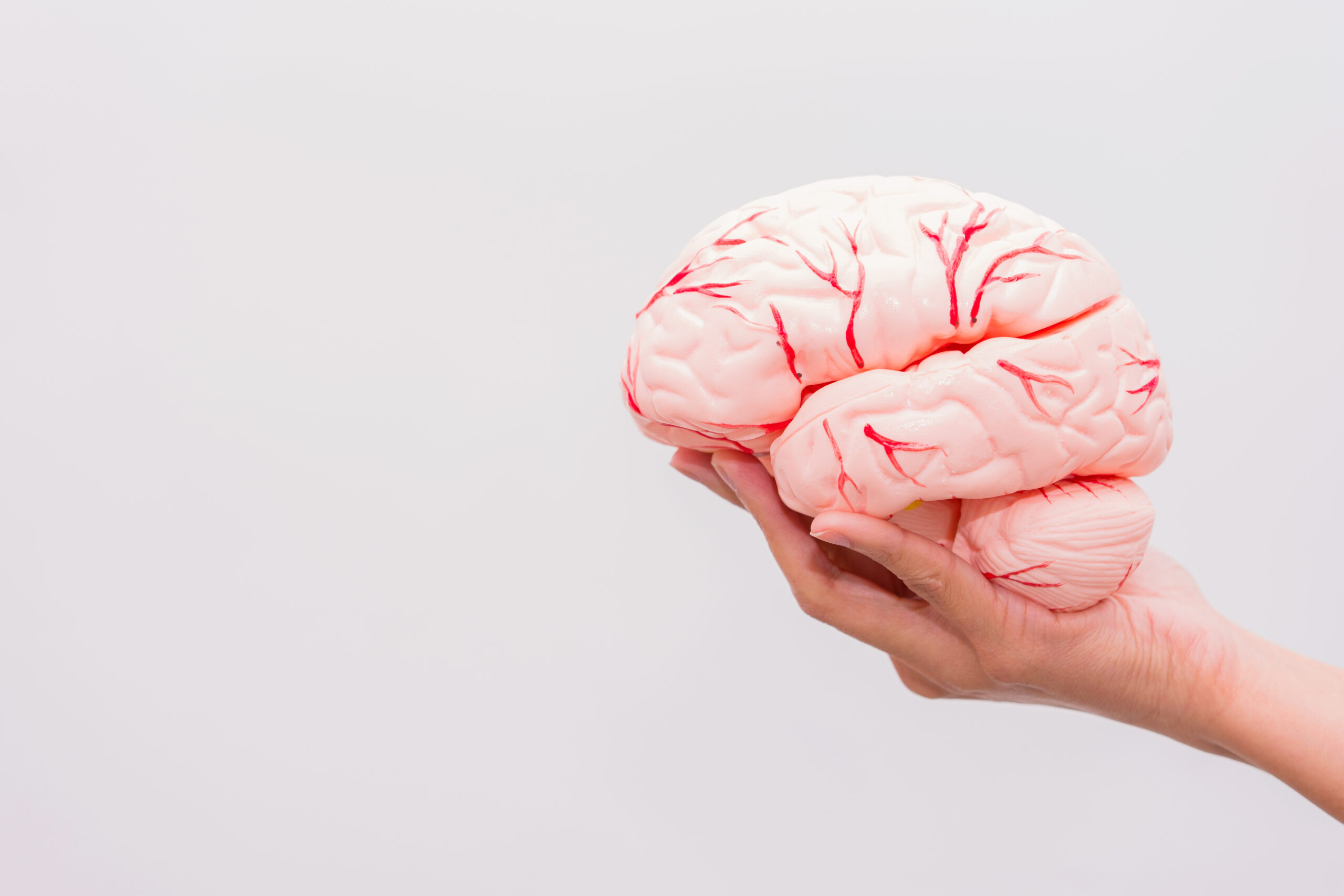 Close Up,Of,Internal,Organs,Dummy,On,White,Background.,Human,Anatomy