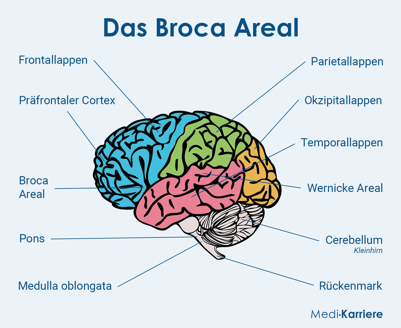 Broca Areal Grafik