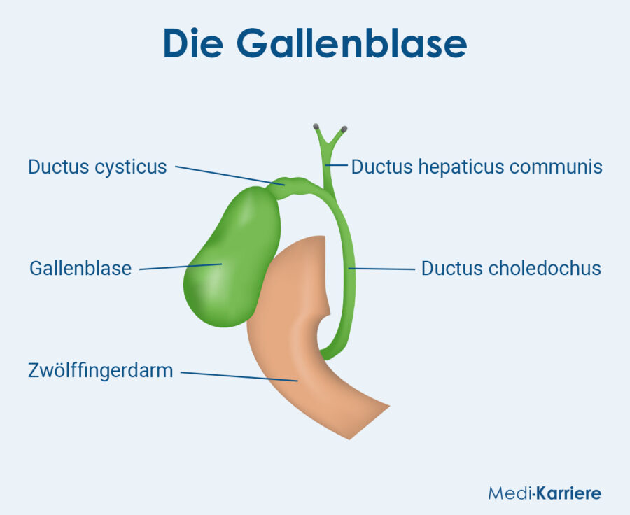 Grafik Gallenblase