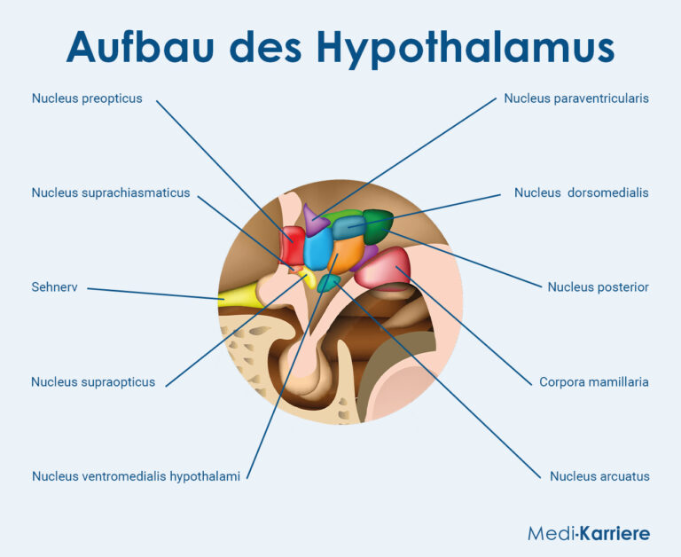 Hypothalamus Aufbau und Funktion MediKarriere