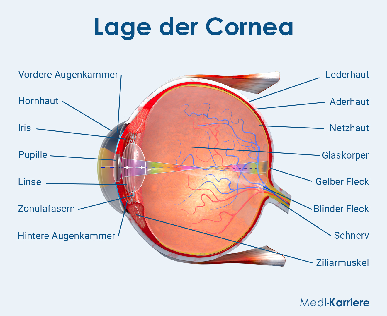 Lage Der Cornea Grafik