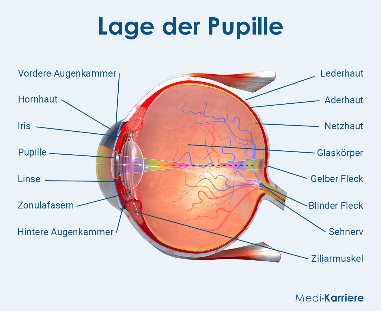 Lage Der Pupille Grafik