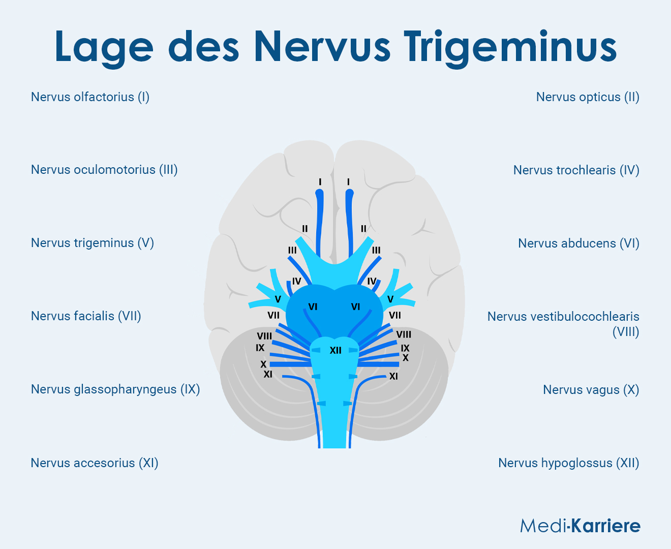 Lage Des Nervus Trigeminus Grafik