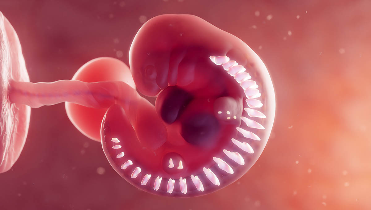 3d,Rendered,Medical,Illustration,Of,The,Embryonic,Vertebral,Column