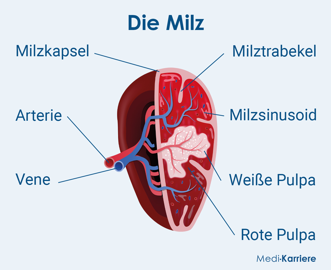 Milz Grafik