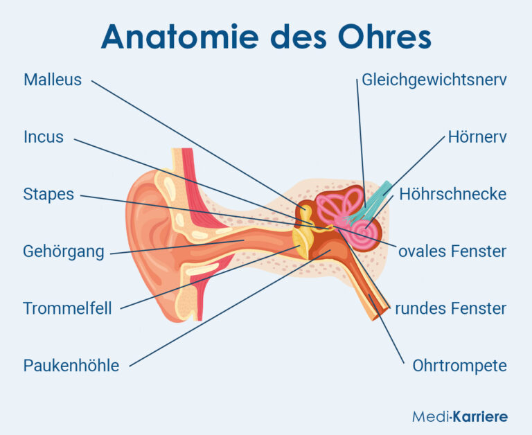 Ohr Aufbau, Anatomie und Funktion MediKarriere