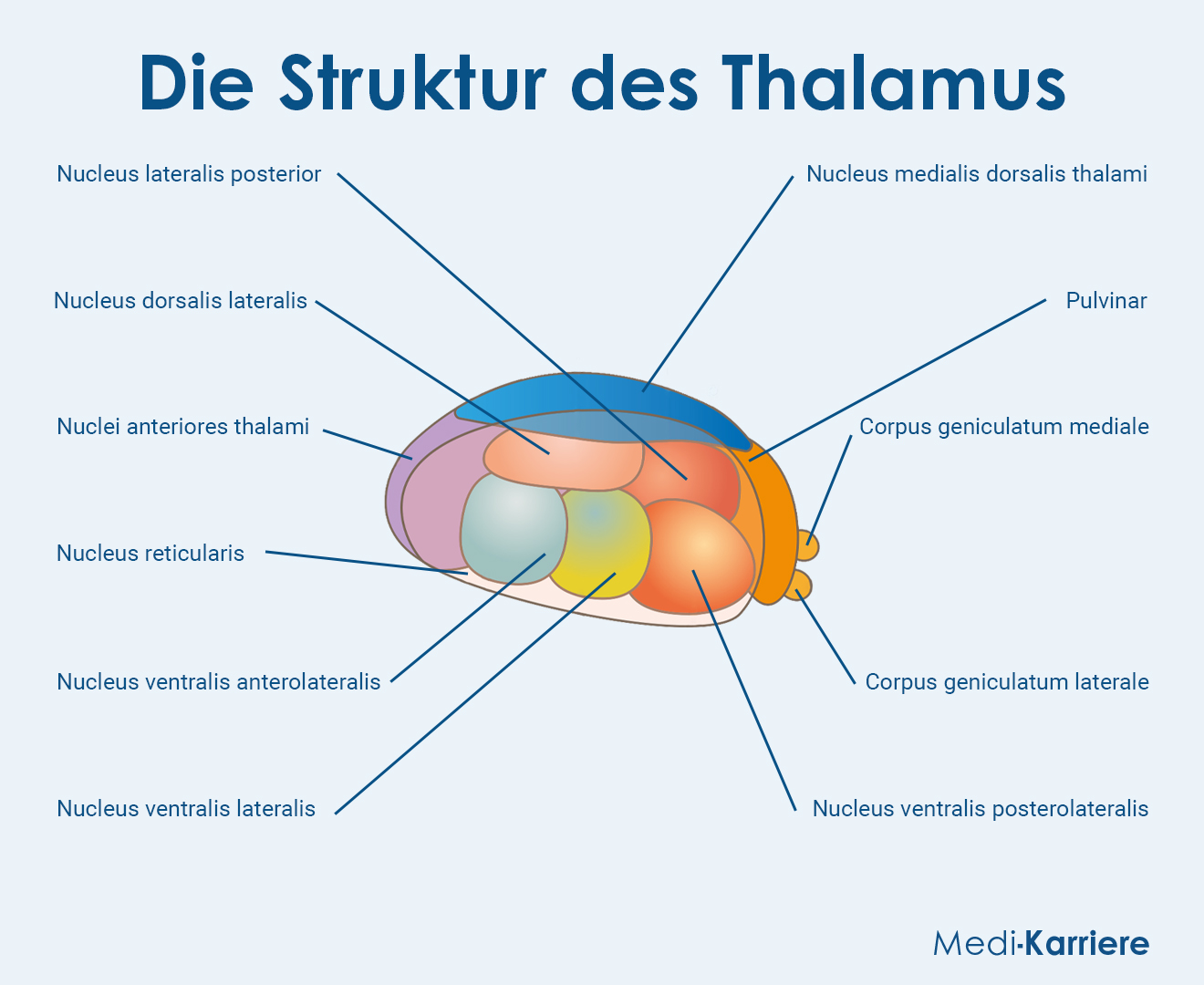 Thalamus Grafik
