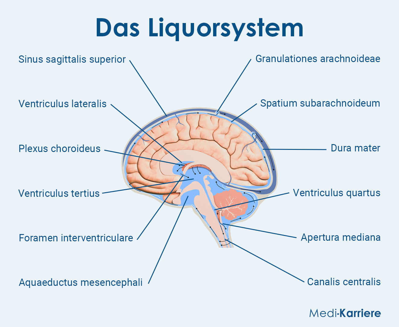 Liquorsystem Grafik
