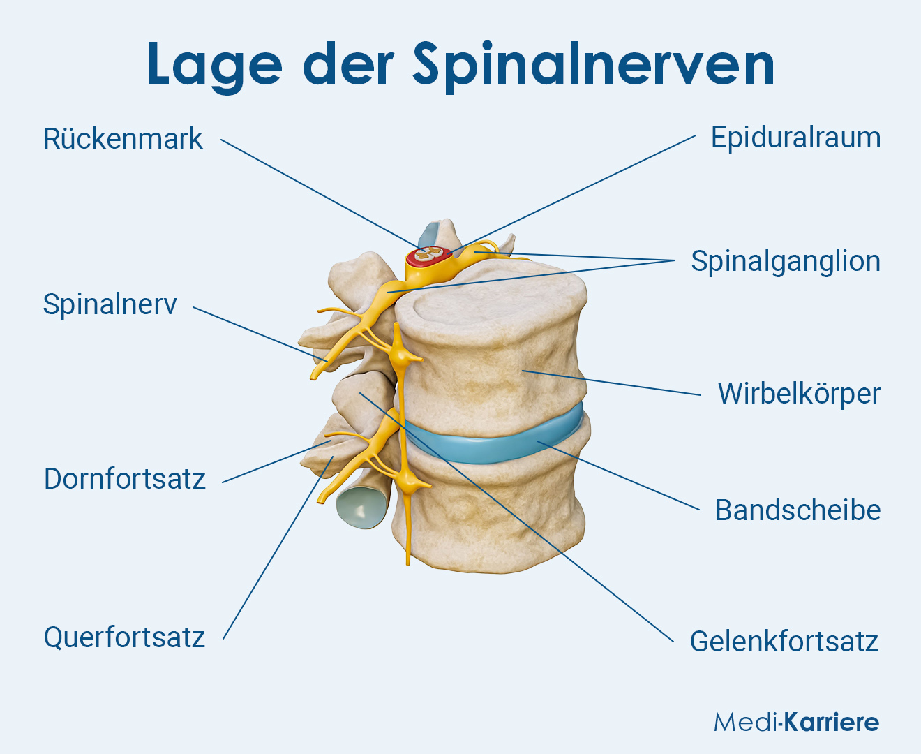 Spinalnerven Grafik