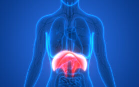 Human,Body,Organs,(diaphragm,Anatomy).,3d