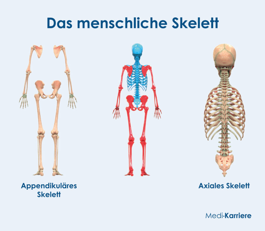 Grafik Skelett